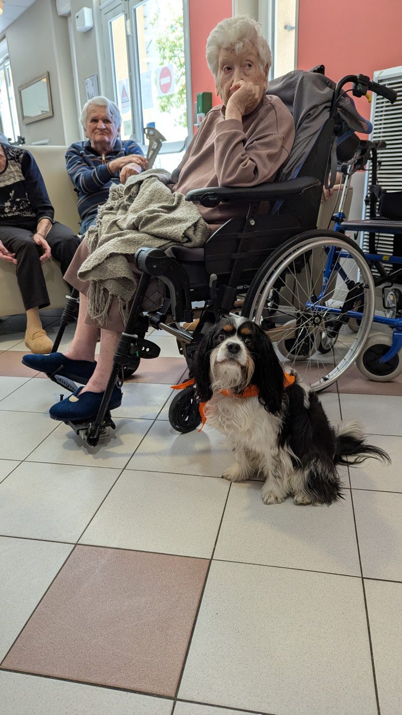 Club d'agility orangeois