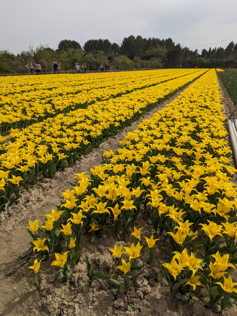 Tulipes