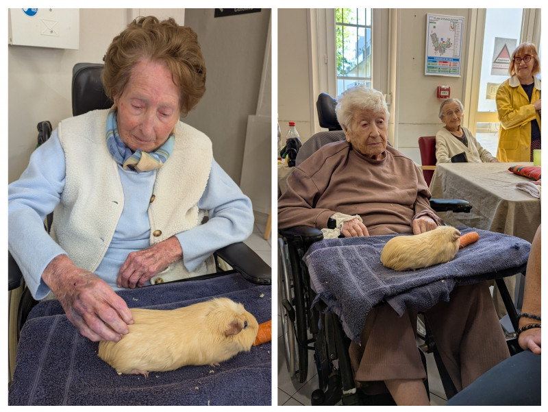 Médiation animale pour tous