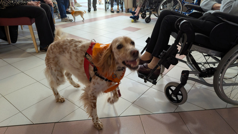 Club d'agility orangeois