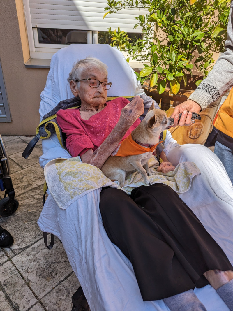 Chiens visiteurs
